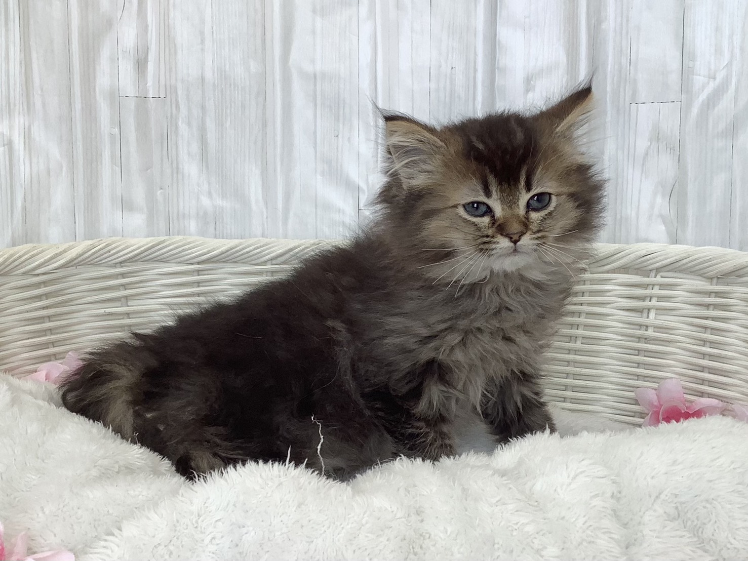 静岡県のミヌエット (マルエスペット富士店/2026年2月20日生まれ/男の子/ブラウンタビー)の子猫の2枚目の画像