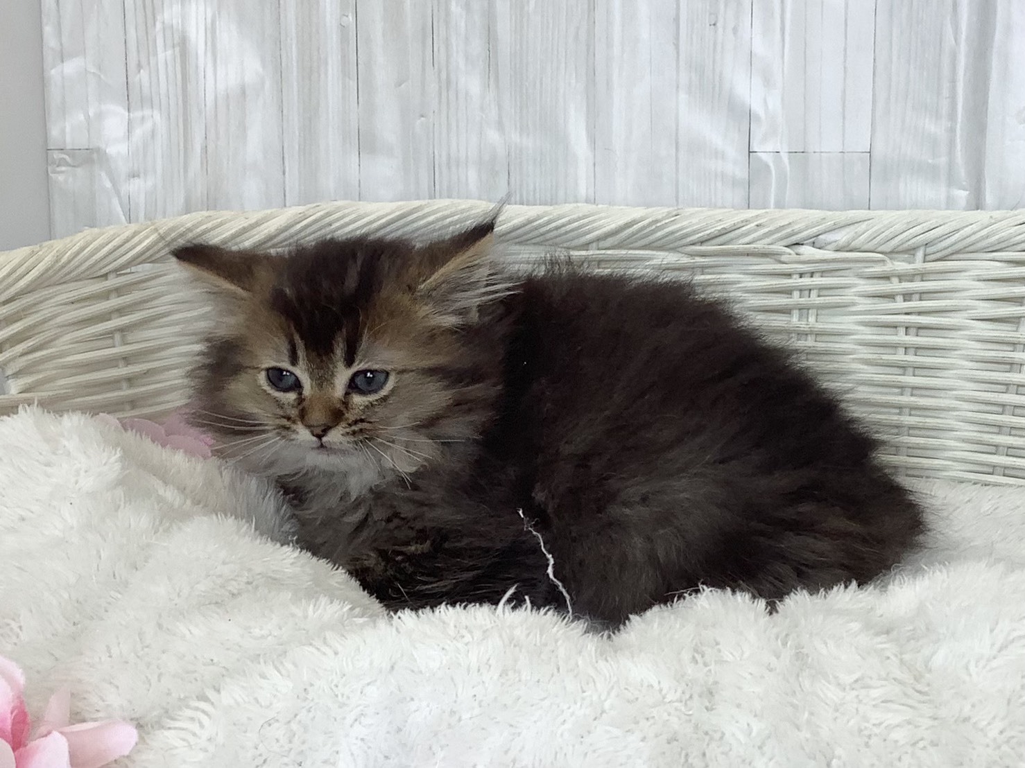 静岡県のミヌエット (マルエスペット富士店/2026年2月20日生まれ/男の子/ブラウンタビー)の子猫の3枚目の画像