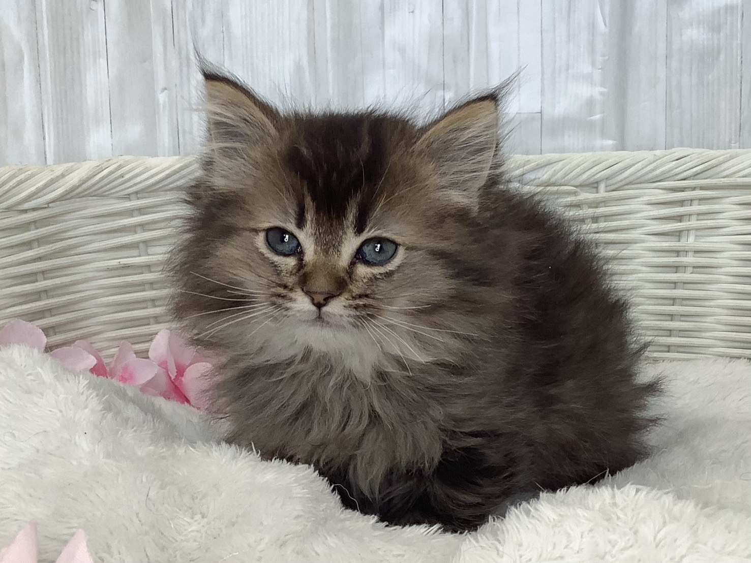 静岡県のミヌエット (マルエスペット富士店/2026年2月20日生まれ/男の子/ブラウンタビー)の子猫の1枚目の画像
