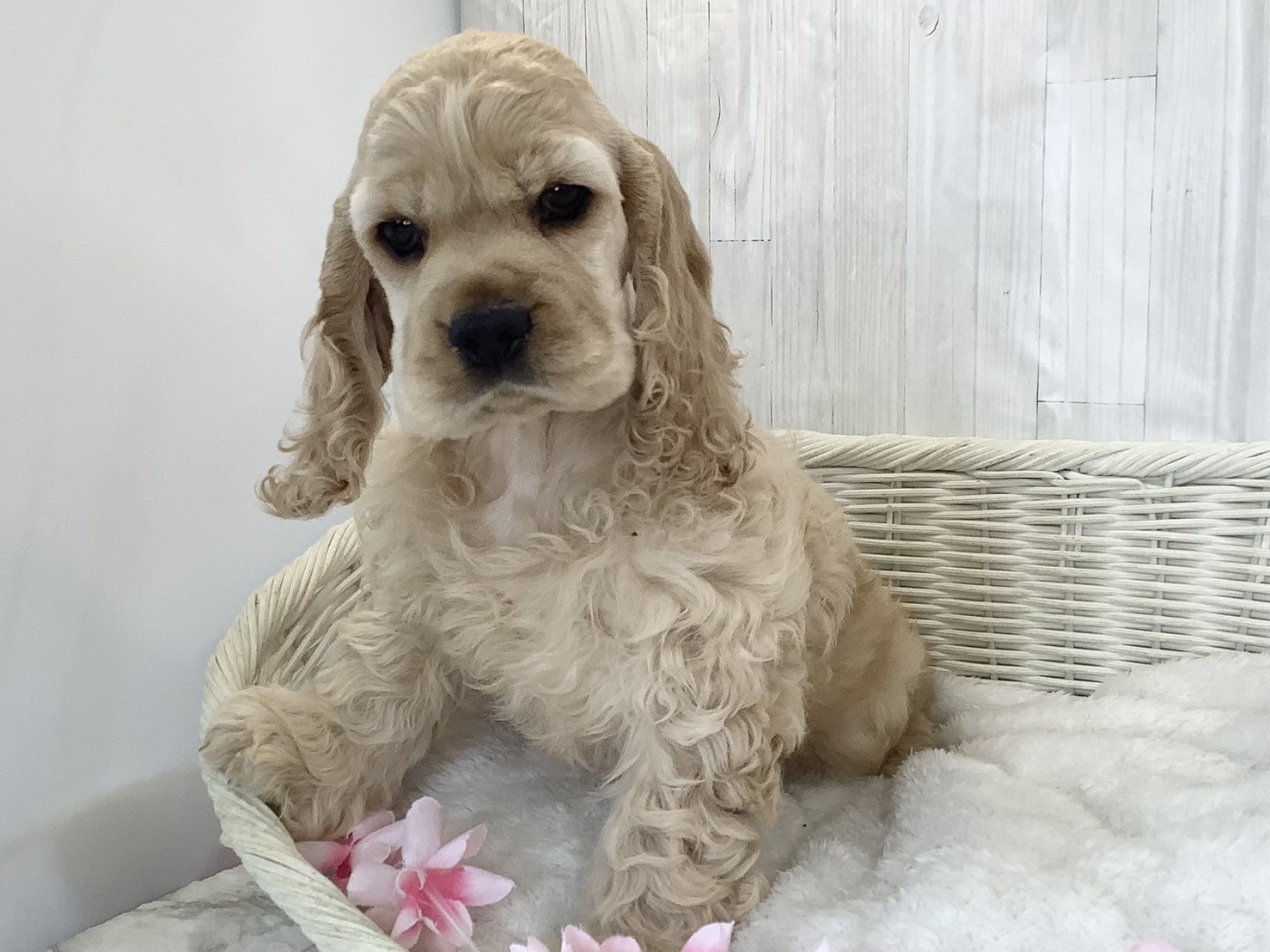 静岡県のアメリカンコッカースパニエル (マルエスペット富士店/2026年2月22日生まれ/男の子/バフ)の子犬の3枚目の画像