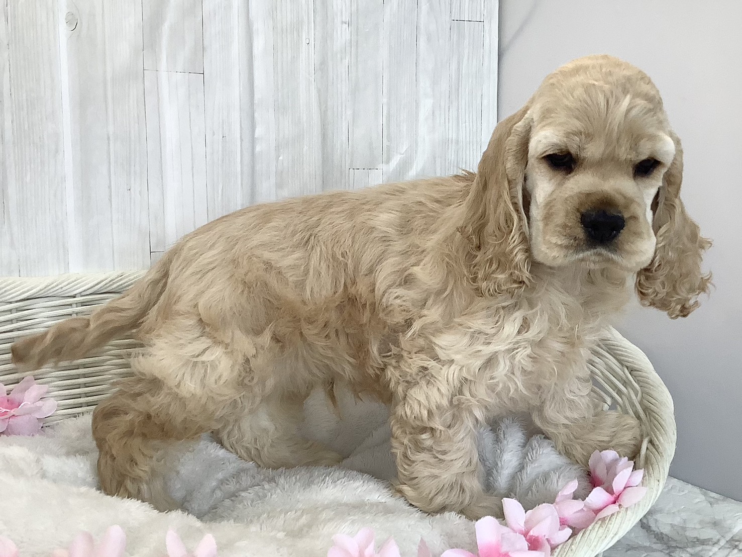 静岡県のアメリカンコッカースパニエル (マルエスペット富士店/2026年2月22日生まれ/男の子/バフ)の子犬の2枚目の画像