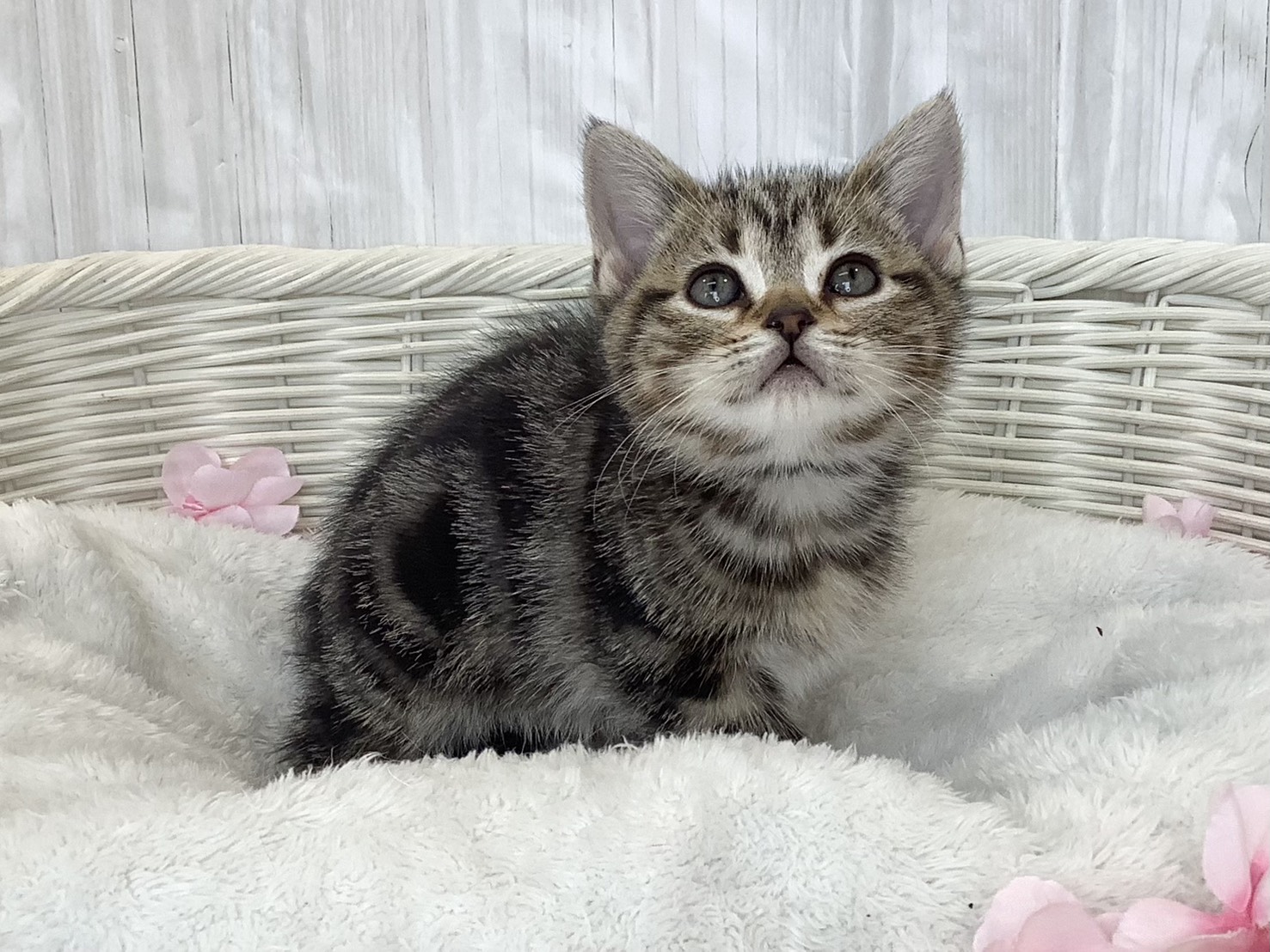 静岡県のアメリカンショートヘアー (マルエスペット富士見台店/2026年2月22日生まれ/女の子/ブラウンタビー)の子猫の2枚目の画像