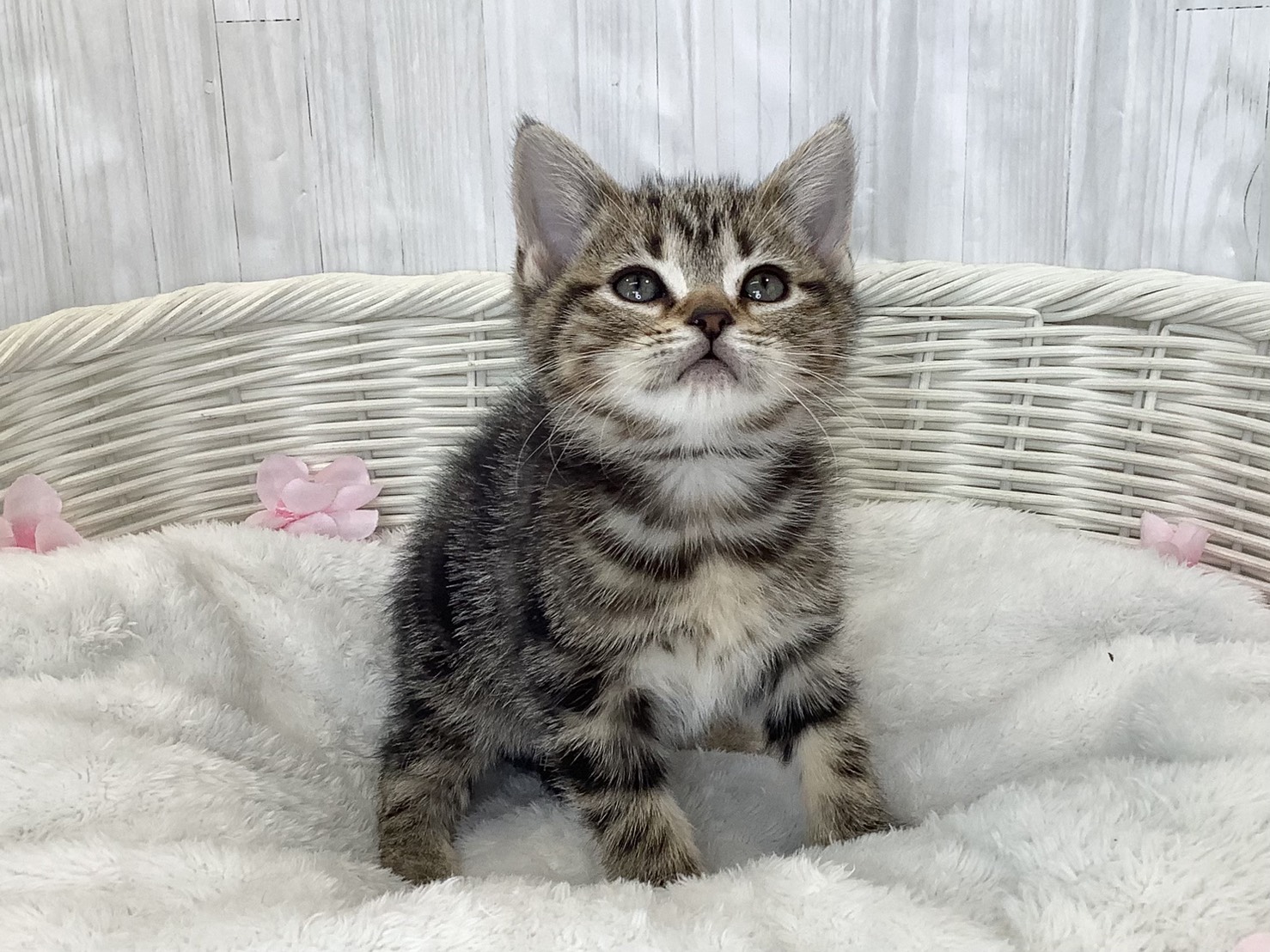 静岡県のアメリカンショートヘアー (マルエスペット富士見台店/2026年2月22日生まれ/女の子/ブラウンタビー)の子猫の1枚目の画像