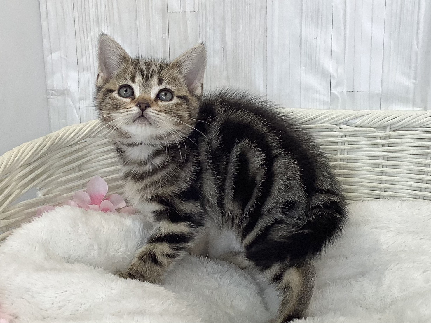 静岡県のアメリカンショートヘアー (マルエスペット富士見台店/2026年2月22日生まれ/女の子/ブラウンタビー)の子猫の3枚目の画像