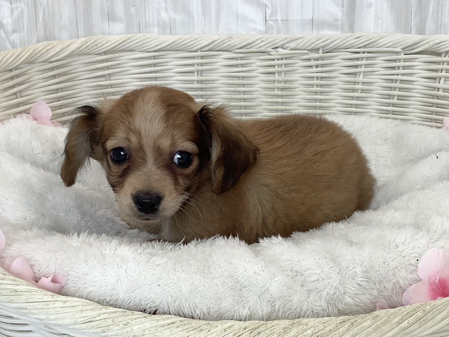 静岡県のチワックス(チワワ×ダックス) (マルエスペット清水駒越店/2026年2月20日生まれ/男の子/レッド)の子犬の3枚目の画像