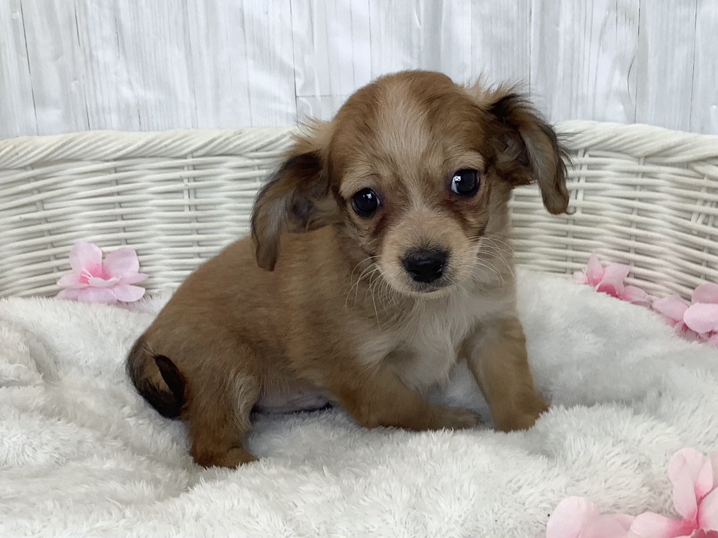 静岡県のチワックス(チワワ×ダックス) (マルエスペット清水駒越店/2026年2月20日生まれ/男の子/レッド)の子犬の2枚目の画像