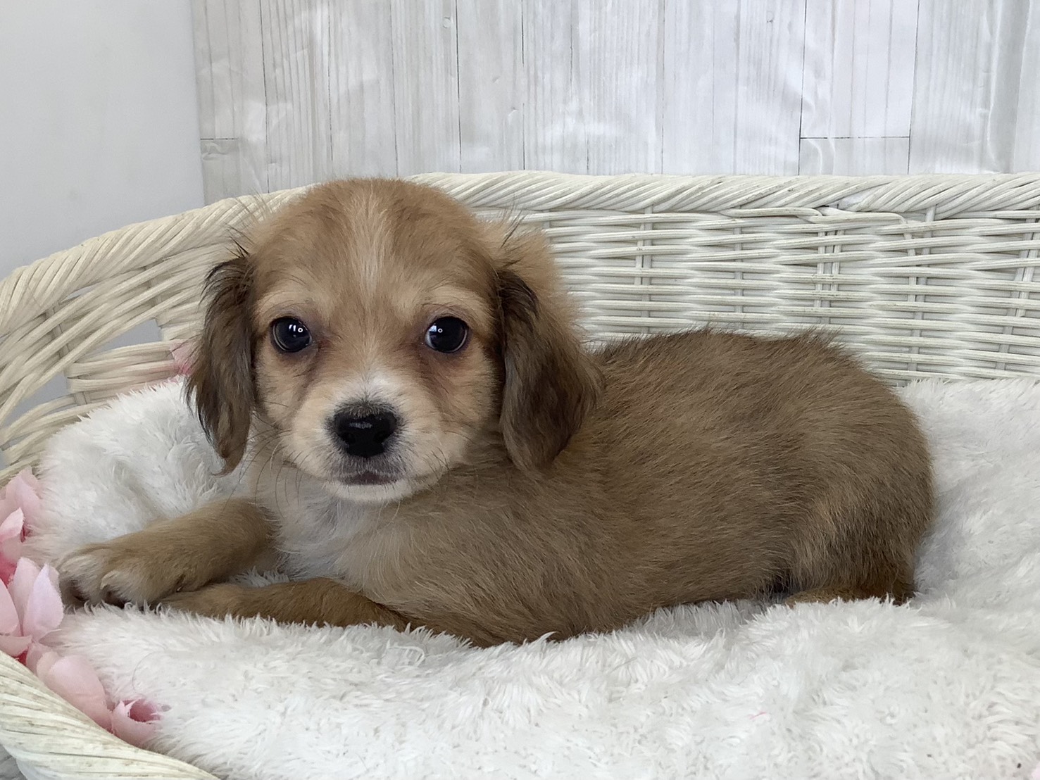 静岡県のチワックス(チワワ×ダックス) (マルエスペット富士店/2026年2月20日生まれ/男の子/レッド)の子犬の3枚目の画像