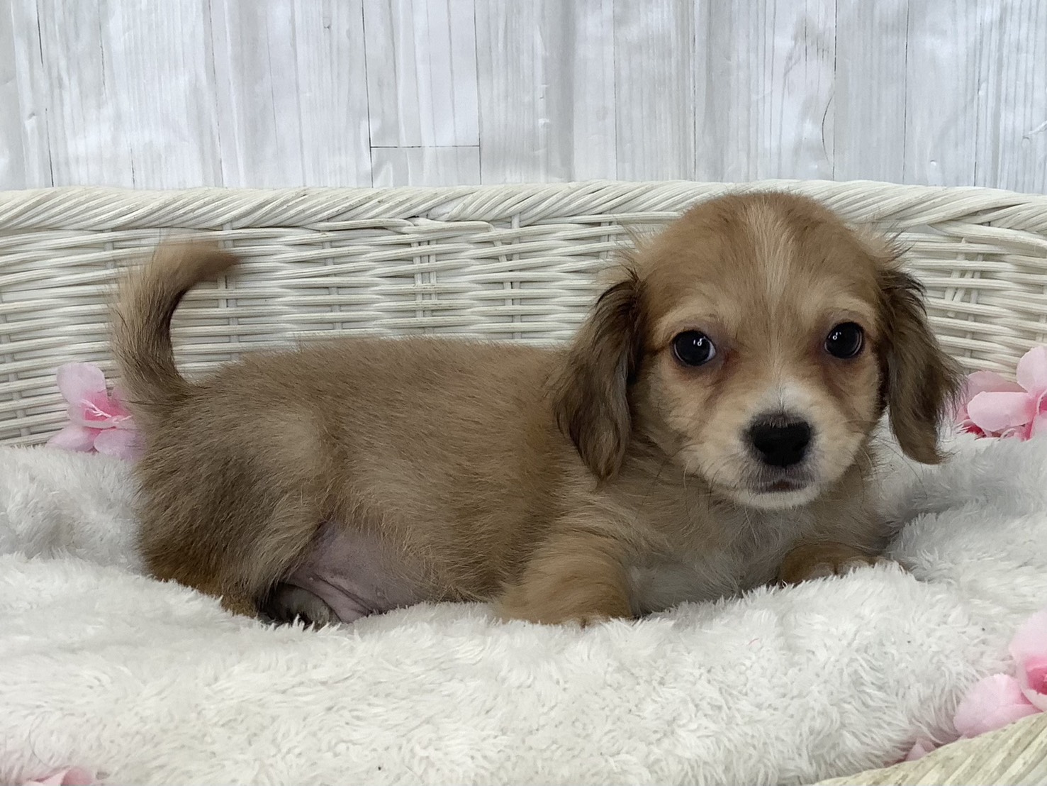 静岡県のチワックス(チワワ×ダックス) (マルエスペット富士店/2026年2月20日生まれ/男の子/レッド)の子犬の2枚目の画像