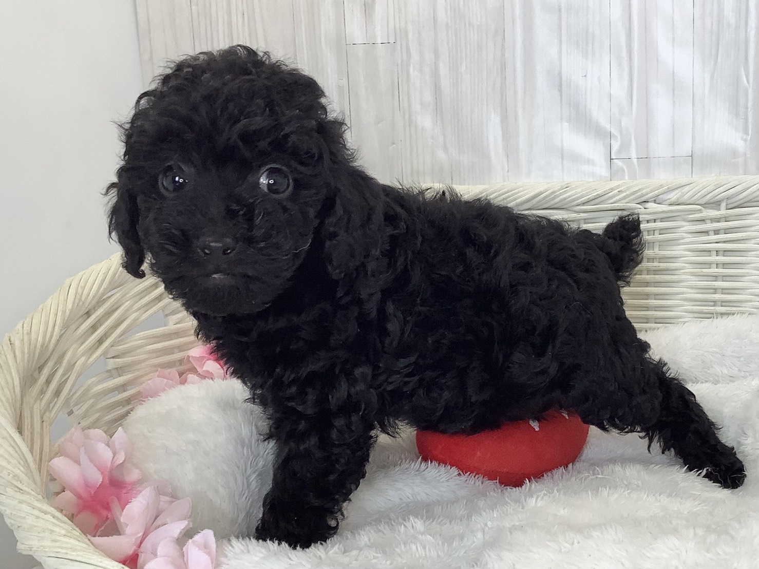 静岡県のトイプードル(トイ) (マルエスペットホームアシスト店/2026年2月23日生まれ/男の子/ブラック)の子犬の3枚目の画像