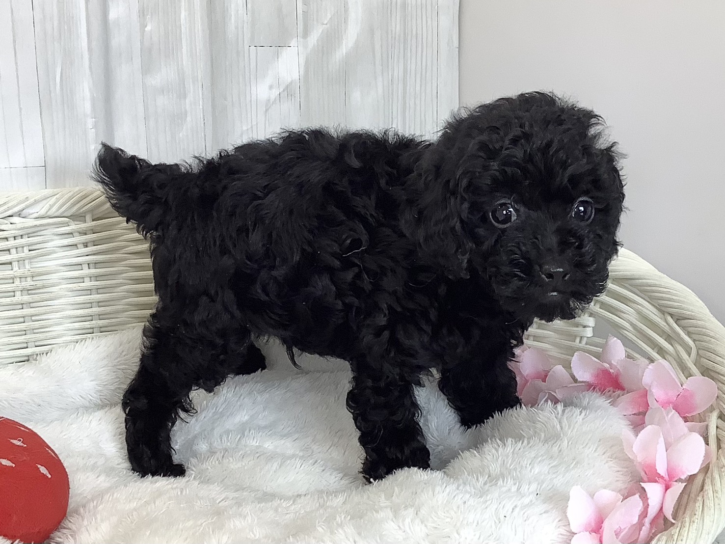 静岡県のトイプードル(トイ) (マルエスペットホームアシスト店/2026年2月23日生まれ/男の子/ブラック)の子犬の2枚目の画像