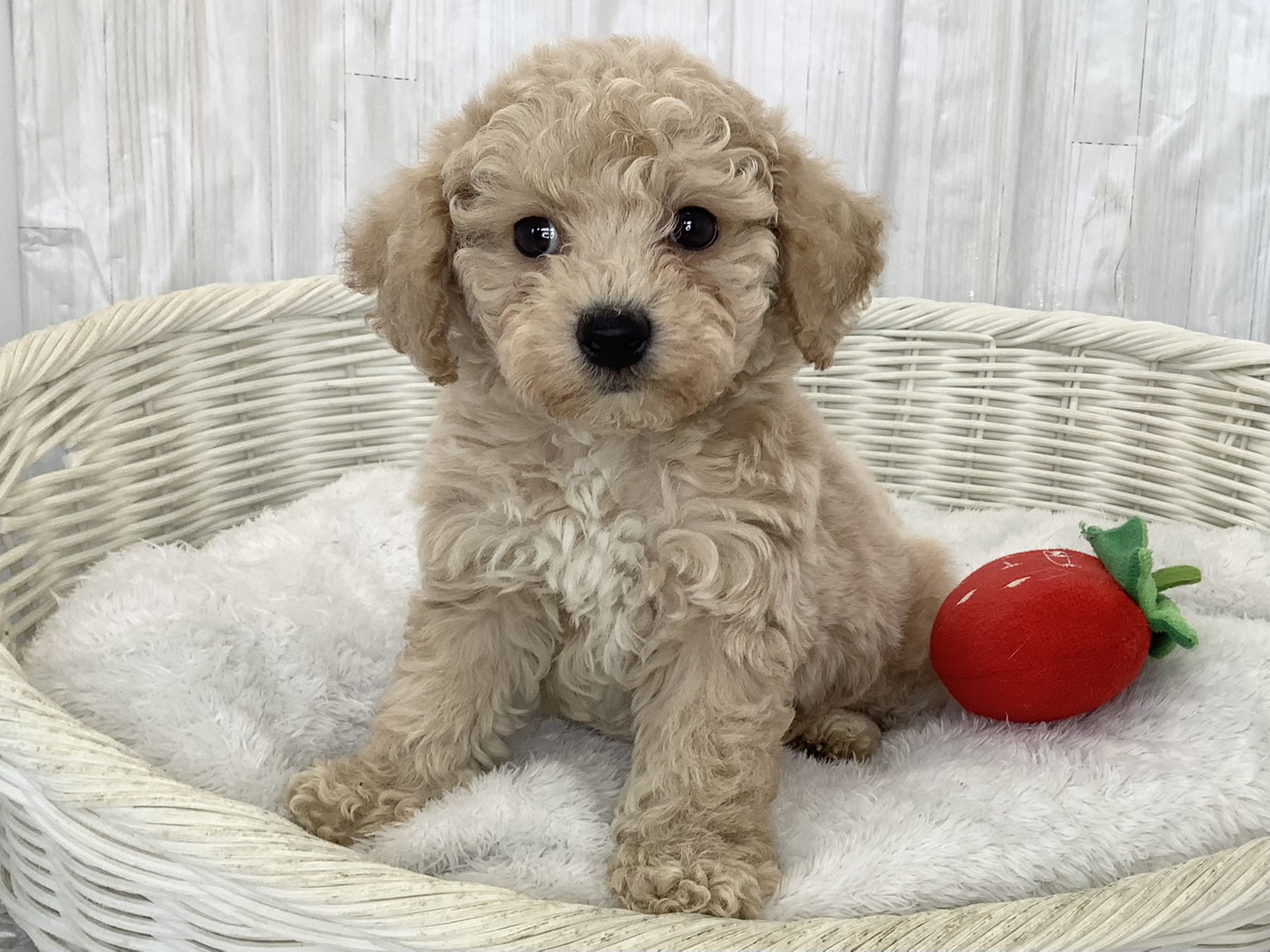 神奈川県のビションプー(ビションフリーゼ×プードル) (マルエスペット湯河原店/2026年2月22日生まれ/男の子/アプリコット)の子犬の1枚目の画像