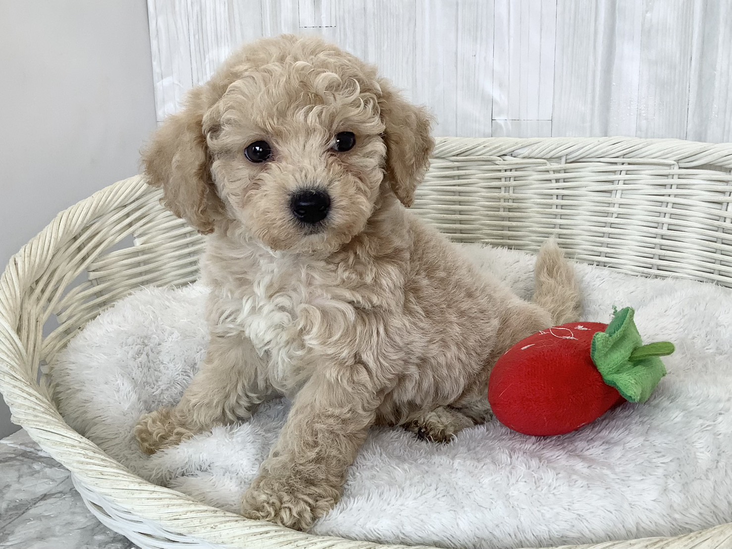 神奈川県のビションプー(ビションフリーゼ×プードル) (マルエスペット湯河原店/2026年2月22日生まれ/男の子/アプリコット)の子犬の3枚目の画像