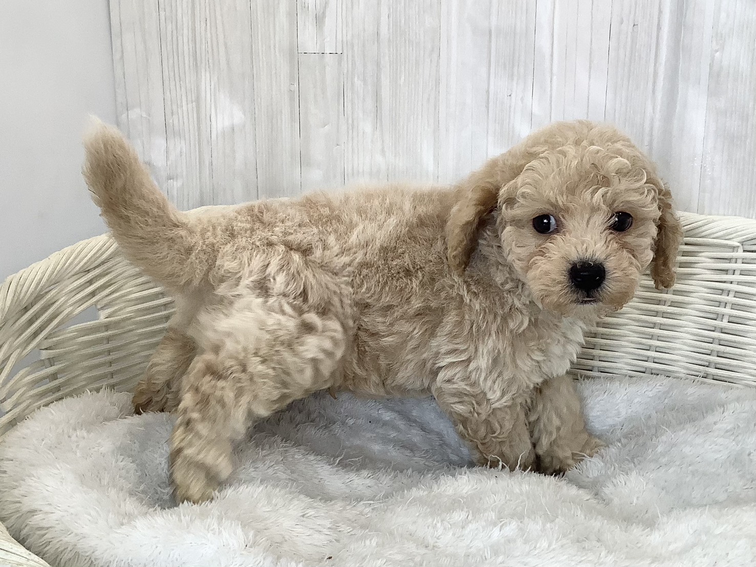 神奈川県のビションプー(ビションフリーゼ×プードル) (マルエスペット湯河原店/2026年2月22日生まれ/男の子/アプリコット)の子犬の2枚目の画像