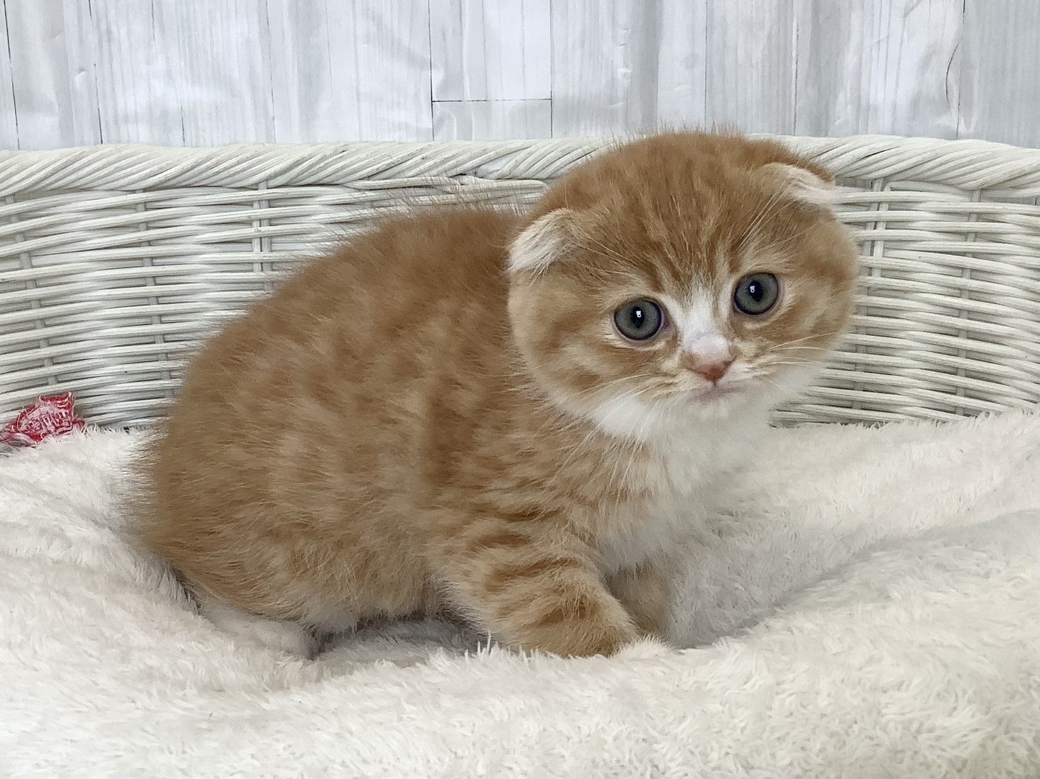 奈良県のスコティッシュフォールド (マルエスペット いかるが店/2026年2月20日生まれ/女の子/レッドタビーホワイト)の子猫の2枚目の画像