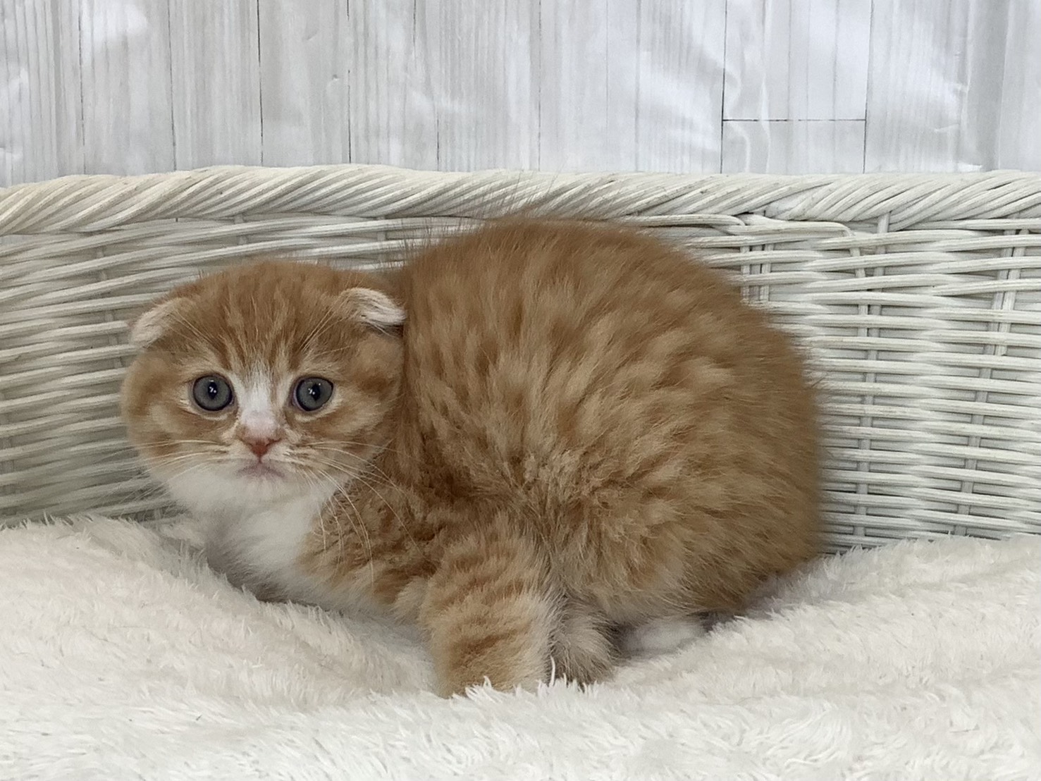奈良県のスコティッシュフォールド (マルエスペット いかるが店/2026年2月20日生まれ/女の子/レッドタビーホワイト)の子猫の3枚目の画像