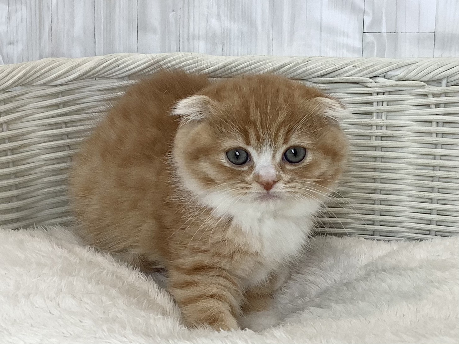 奈良県のスコティッシュフォールド (マルエスペット いかるが店/2026年2月20日生まれ/女の子/レッドタビーホワイト)の子猫の1枚目の画像