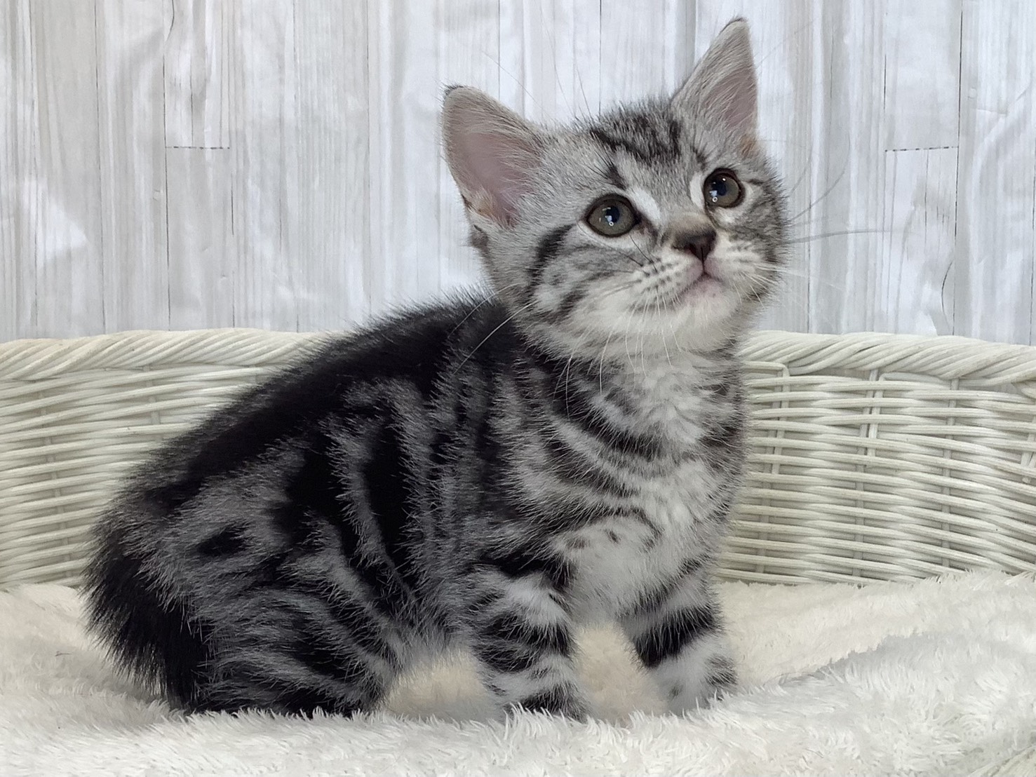 千葉県のアメリカンショートヘアー (マルエスペット千鳥町店/2026年2月20日生まれ/男の子/シルバータビー)の子猫の2枚目の画像
