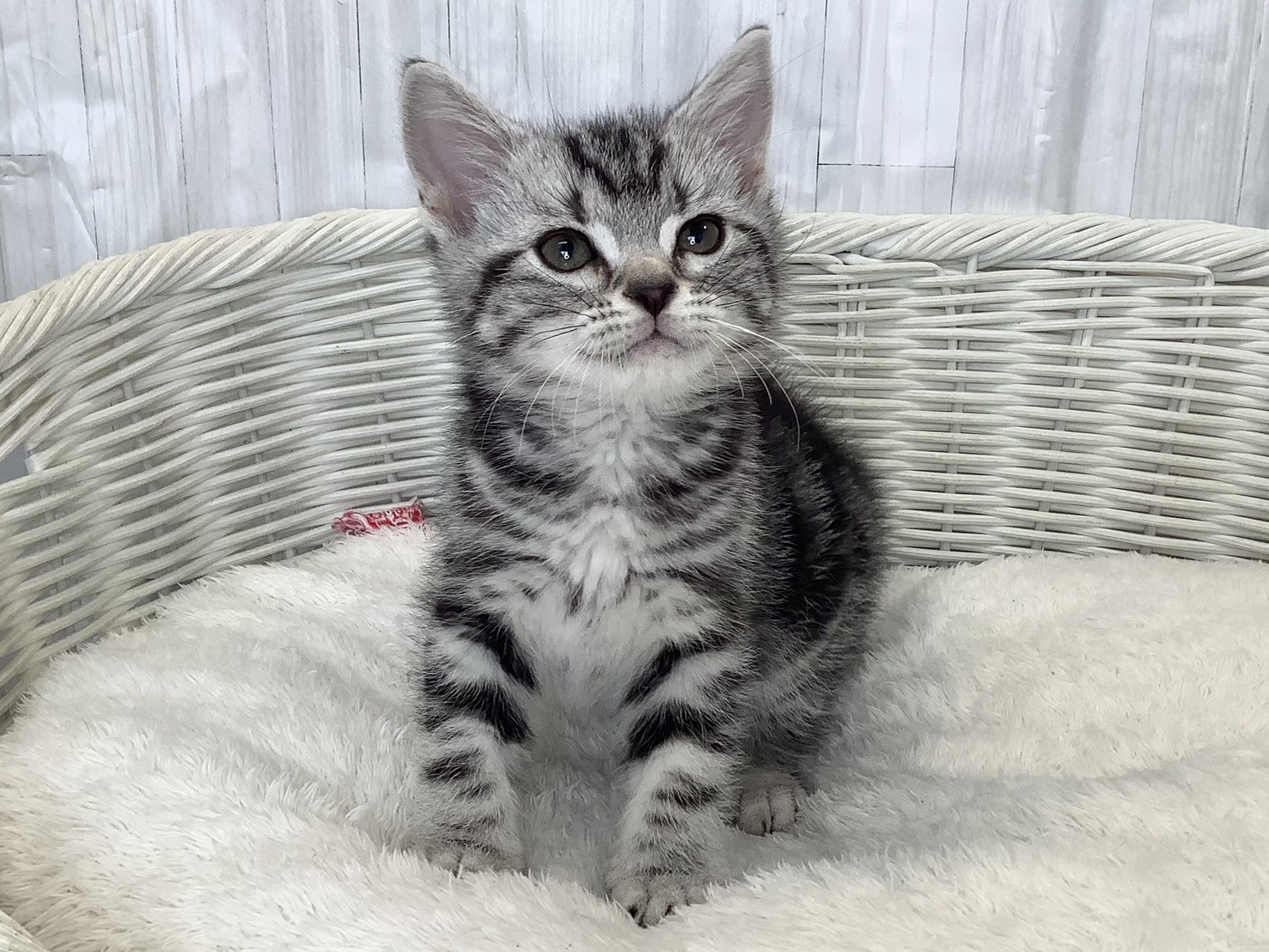 千葉県のアメリカンショートヘアー (マルエスペット千鳥町店/2026年2月20日生まれ/男の子/シルバータビー)の子猫の1枚目の画像
