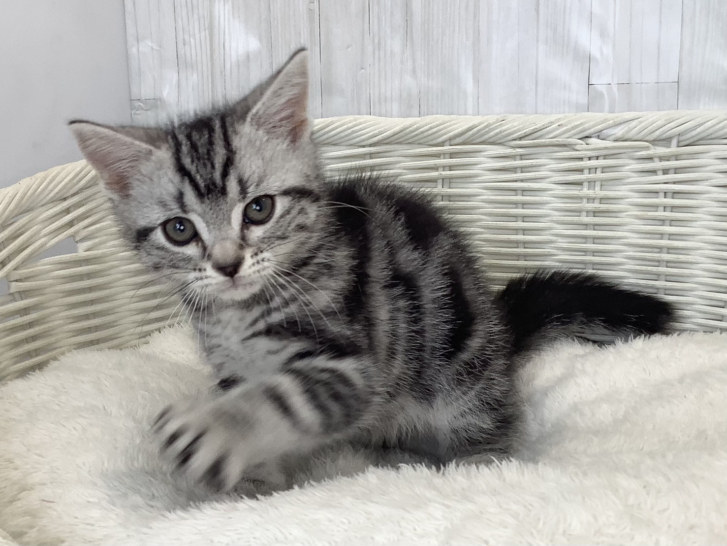 千葉県のアメリカンショートヘアー (マルエスペット千鳥町店/2026年2月20日生まれ/男の子/シルバータビー)の子猫の3枚目の画像