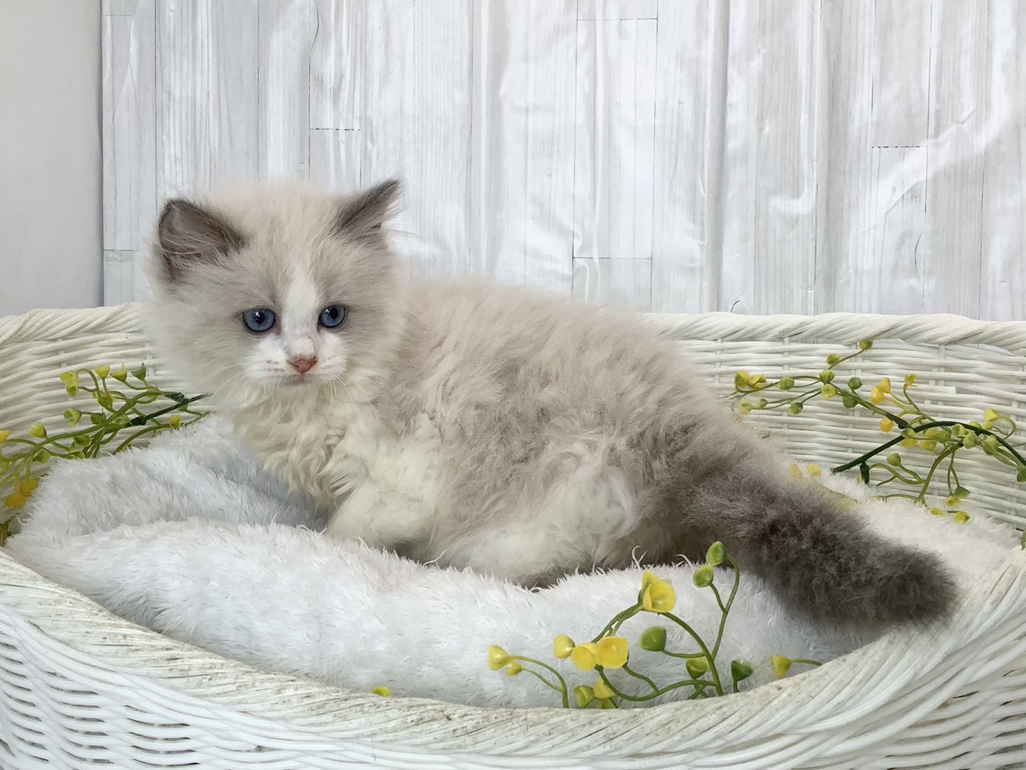 静岡県のラグドール (マルエスペット富士店/2026年3月1日生まれ/女の子/ブルーポイントバイカラー)の子猫の3枚目の画像