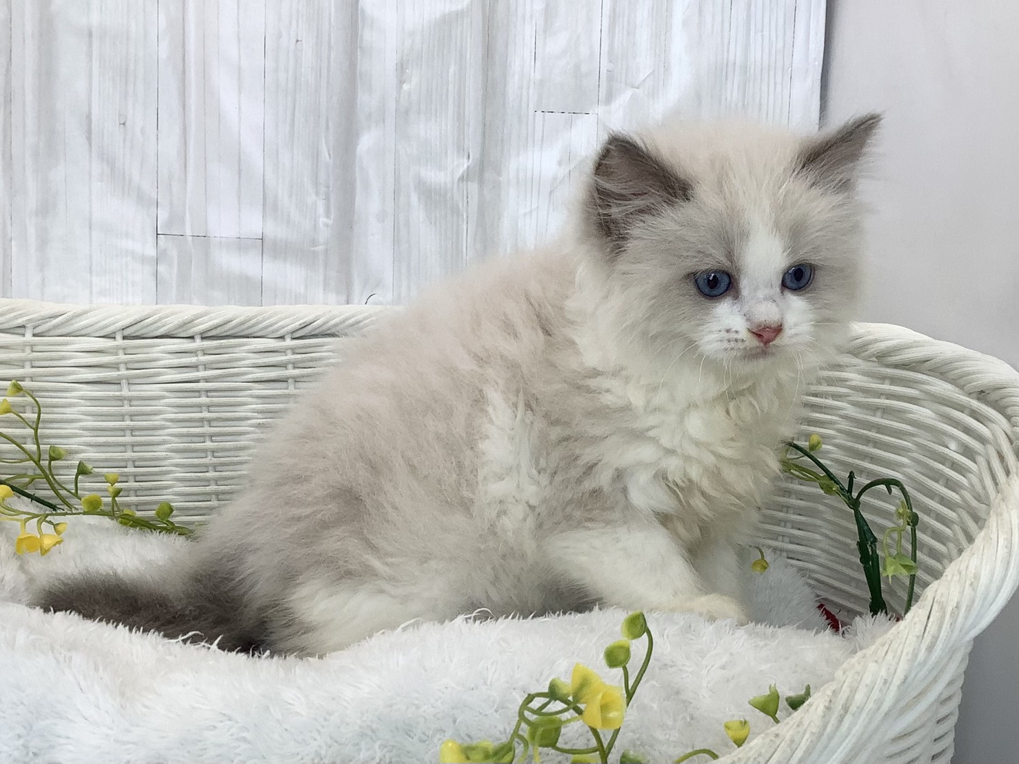 静岡県のラグドール (マルエスペット富士店/2026年3月1日生まれ/女の子/ブルーポイントバイカラー)の子猫の2枚目の画像