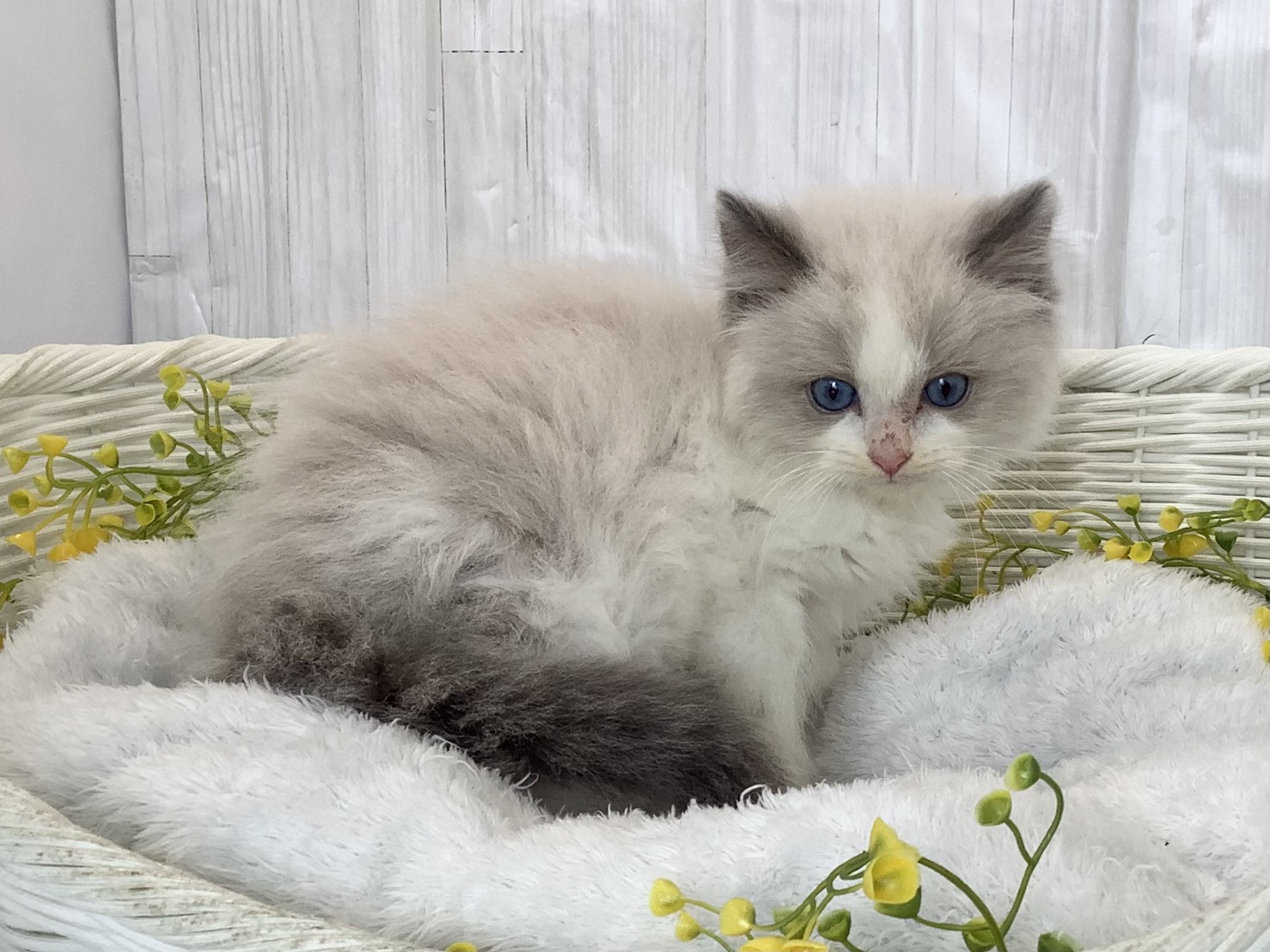 奈良県のラグドール (マルエスペット いかるが店/2026年3月1日生まれ/男の子/ブルーポイントバイカラー)の子猫の2枚目の画像