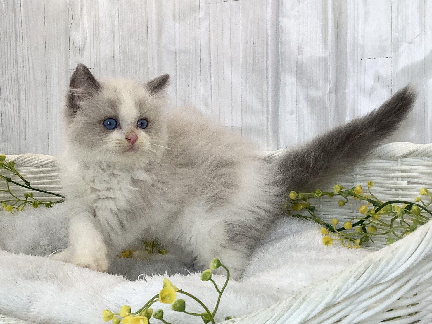 奈良県のラグドール (マルエスペット いかるが店/2026年3月1日生まれ/男の子/ブルーポイントバイカラー)の子猫の3枚目の画像