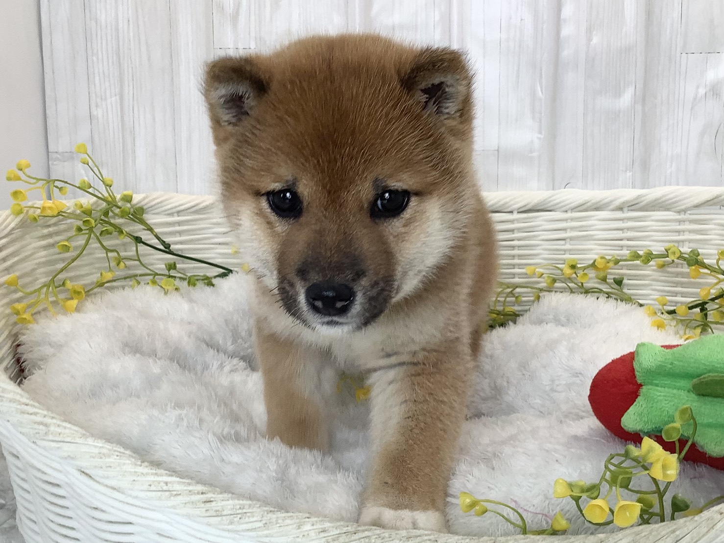 奈良県の豆柴 (マルエスペット ヒルステップ生駒店/2026年3月2日生まれ/男の子/赤)の子犬の1枚目の画像
