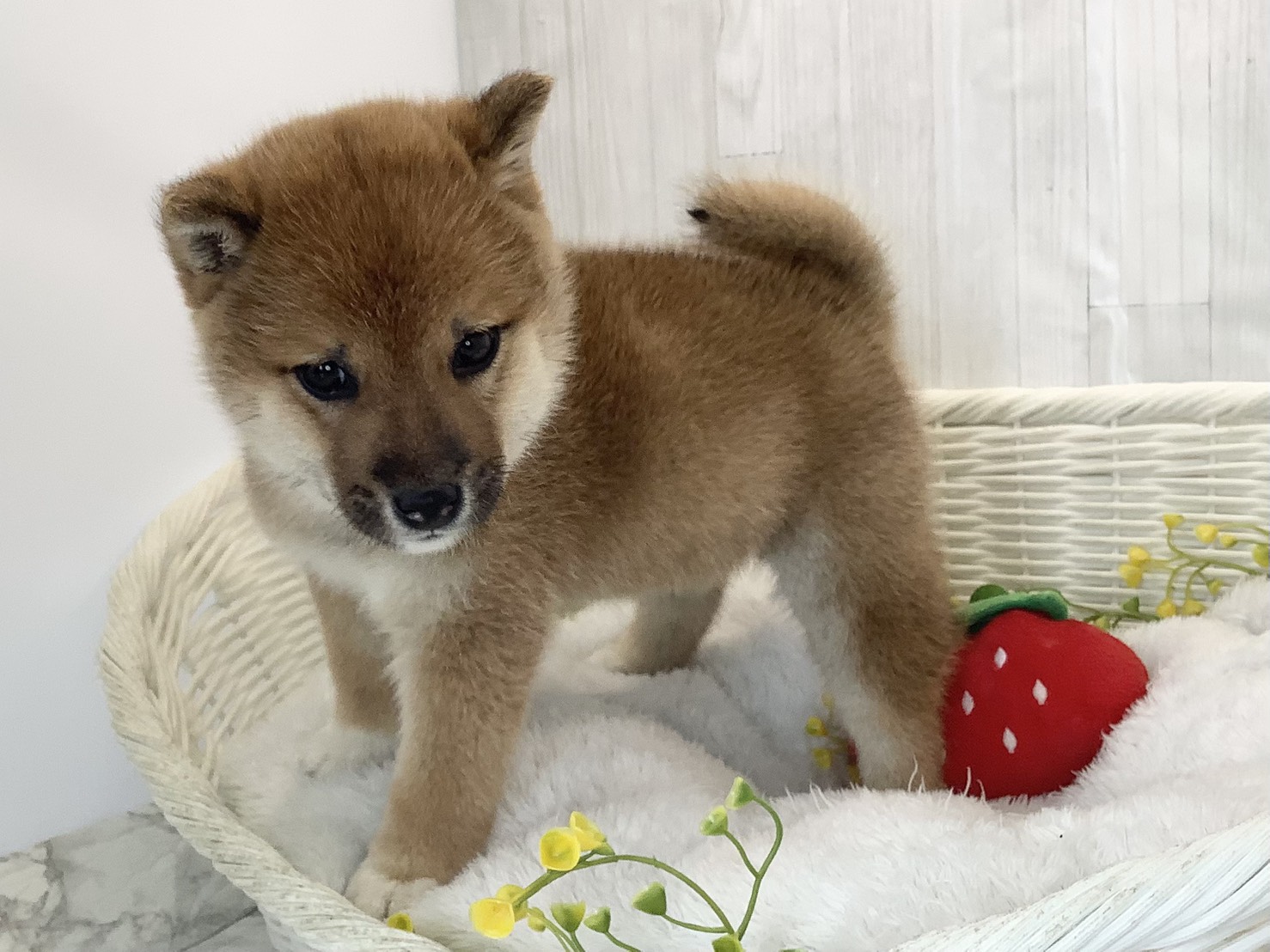 奈良県の豆柴 (マルエスペット ヒルステップ生駒店/2026年3月2日生まれ/男の子/赤)の子犬の3枚目の画像