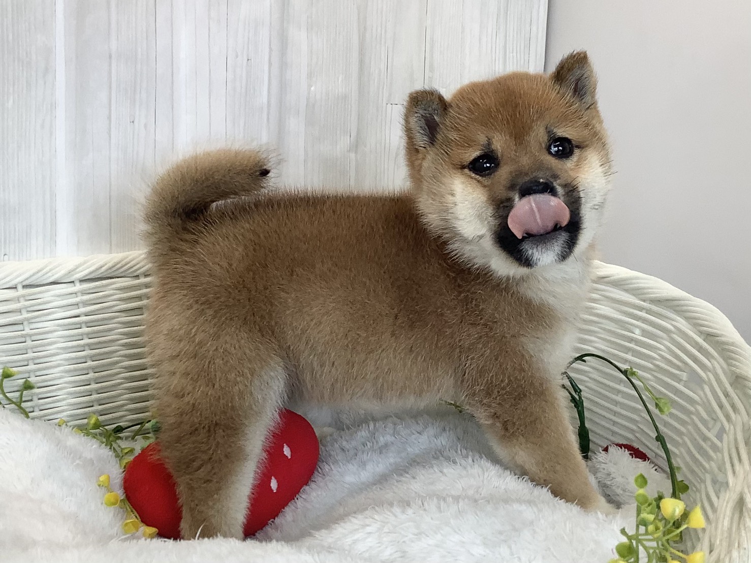 奈良県の豆柴 (マルエスペット ヒルステップ生駒店/2026年3月2日生まれ/男の子/赤)の子犬の2枚目の画像