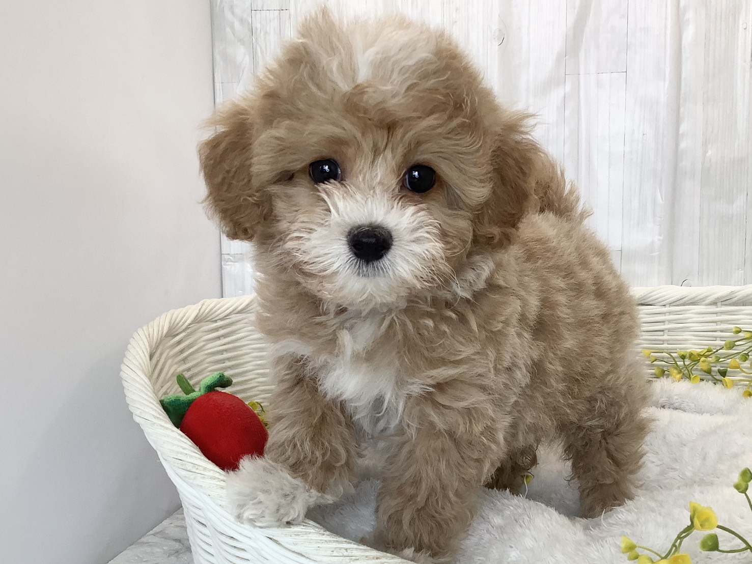 2026年2月25日生まれのマルプー(マルチーズ×プードル)