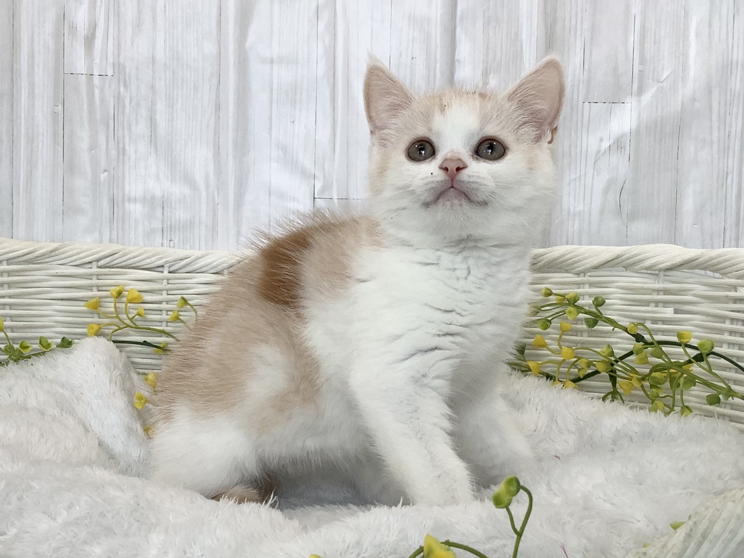 神奈川県のスコティッシュストレート (マルエスペット湯河原店/2026年2月25日生まれ/男の子/クリームタビーホワイト)の子猫の2枚目の画像