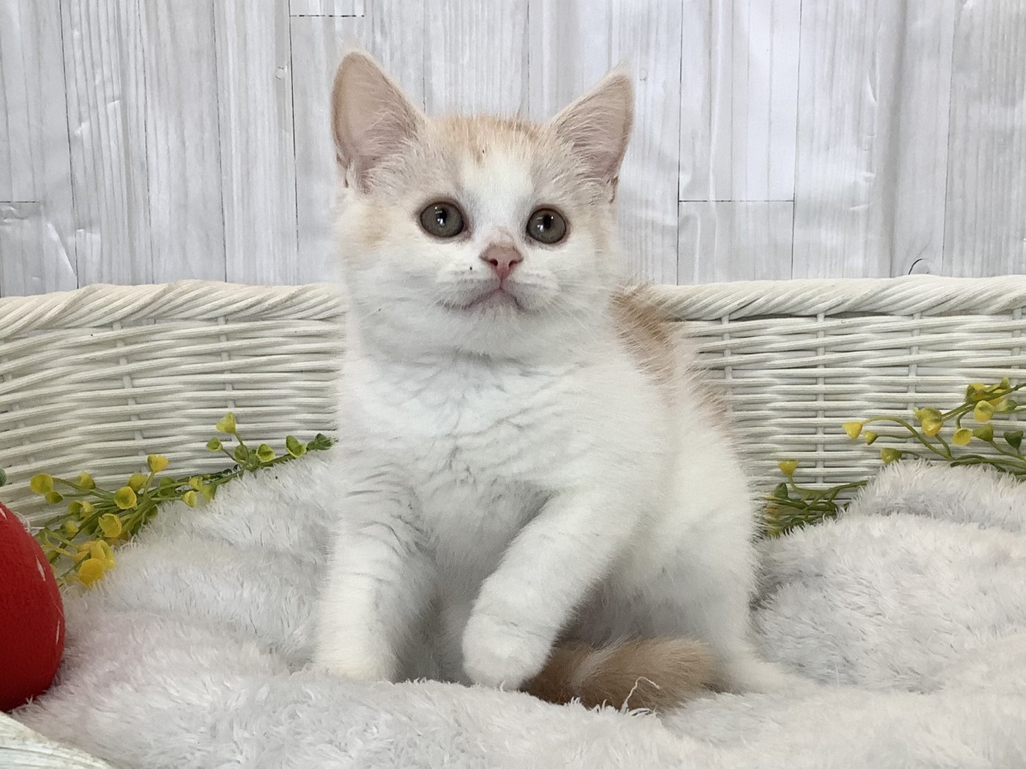 神奈川県のスコティッシュストレート (マルエスペット湯河原店/2026年2月25日生まれ/男の子/クリームタビーホワイト)の子猫の3枚目の画像