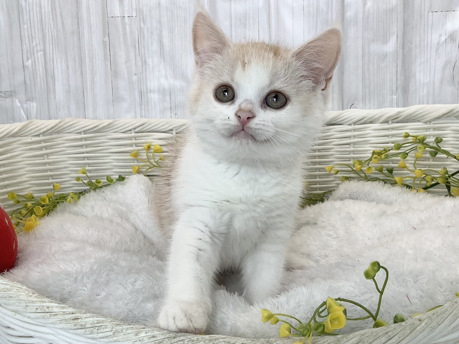 神奈川県のスコティッシュストレート (マルエスペット湯河原店/2026年2月25日生まれ/男の子/クリームタビーホワイト)の子猫の1枚目の画像