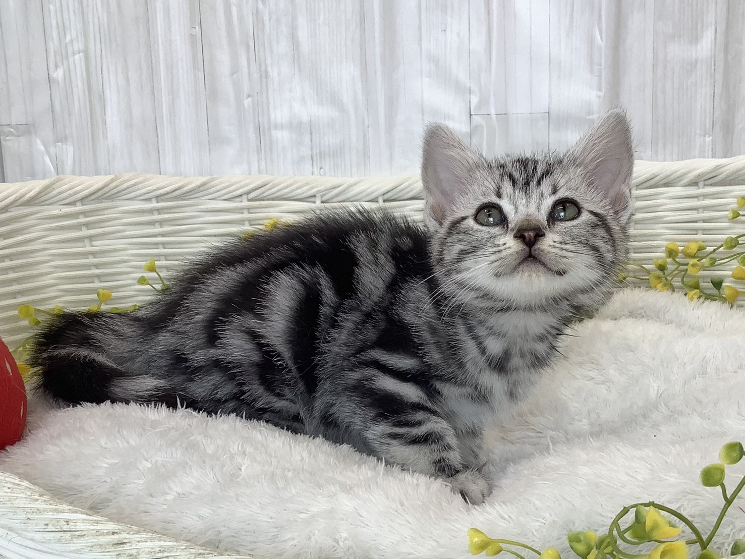 静岡県のアメリカンショートヘアー (マルエスペットホームアシスト店/2026年2月21日生まれ/女の子/シルバータビー)の子猫の2枚目の画像