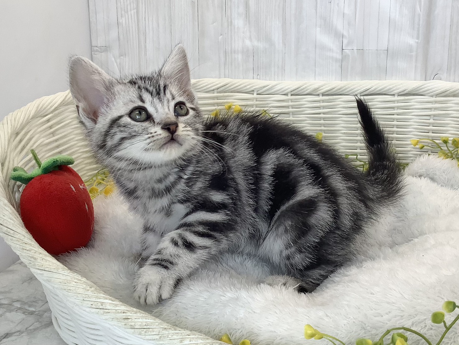 静岡県のアメリカンショートヘアー (マルエスペットホームアシスト店/2026年2月21日生まれ/女の子/シルバータビー)の子猫の3枚目の画像
