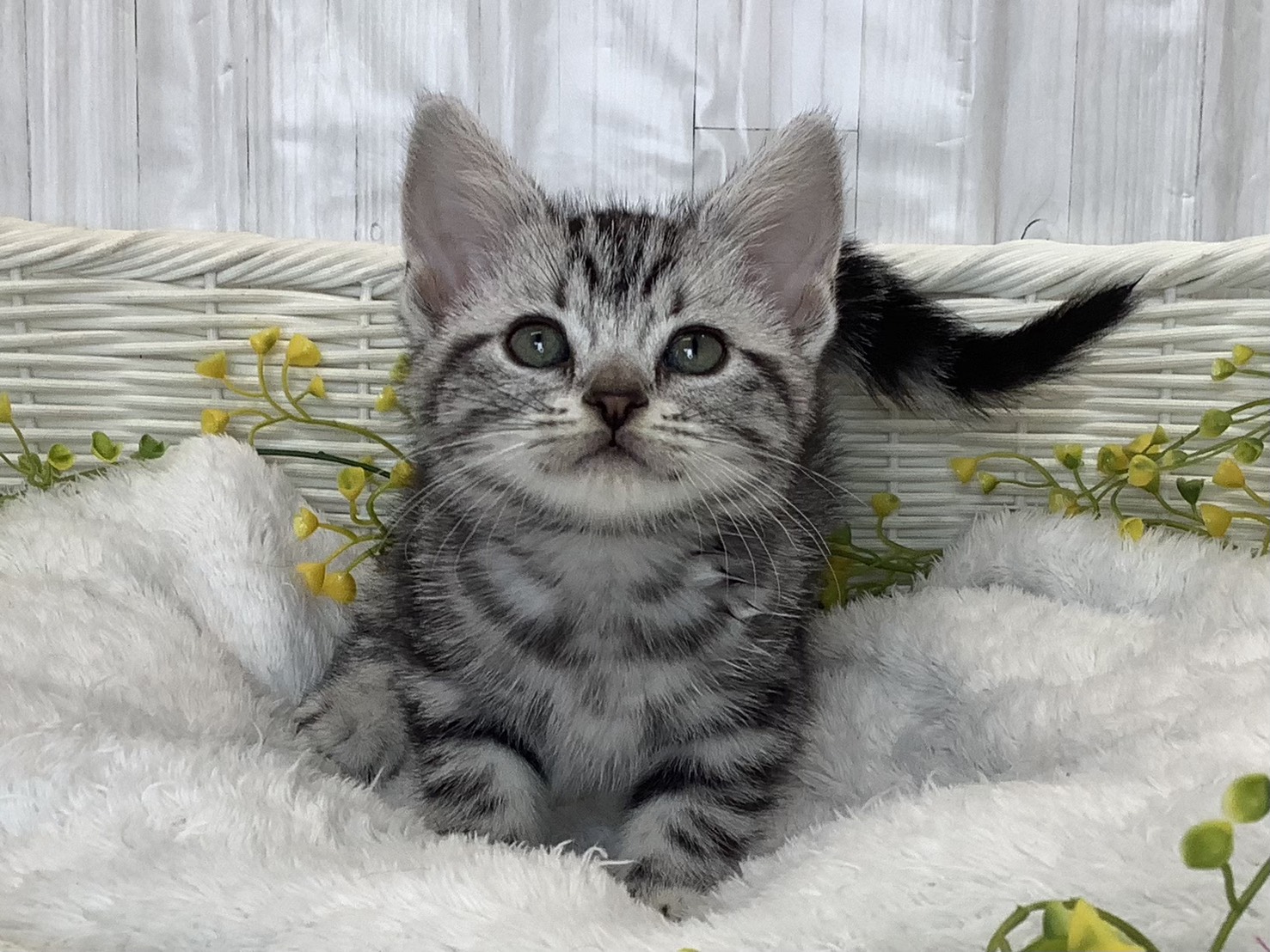 静岡県のアメリカンショートヘアー (マルエスペットホームアシスト店/2026年2月21日生まれ/女の子/シルバータビー)の子猫の1枚目の画像