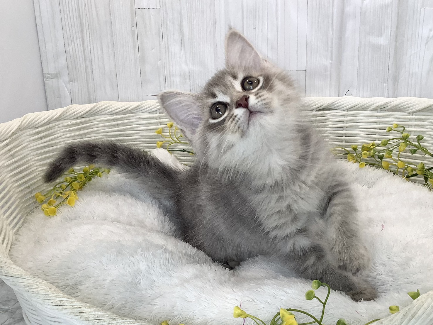 静岡県のサイベリアン (マルエスペットホームアシスト店/2026年2月14日生まれ/男の子/ブルーマッカレルタビー)の子猫の2枚目の画像