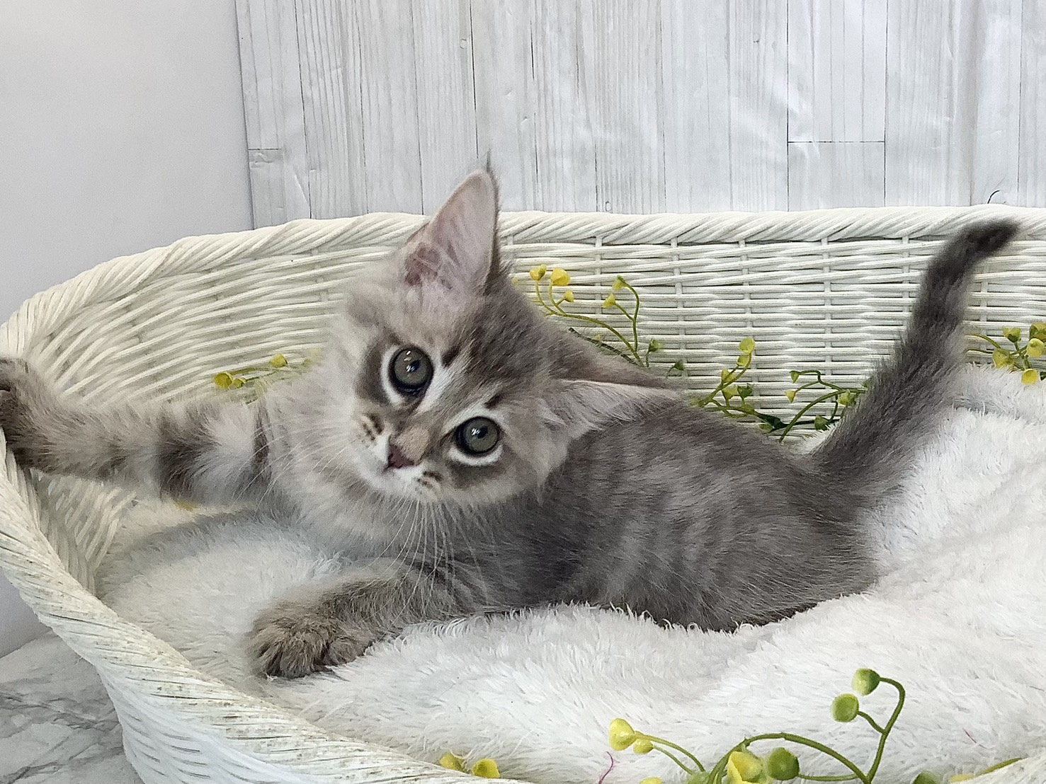 静岡県のサイベリアン (マルエスペットホームアシスト店/2026年2月14日生まれ/男の子/ブルーマッカレルタビー)の子猫の3枚目の画像