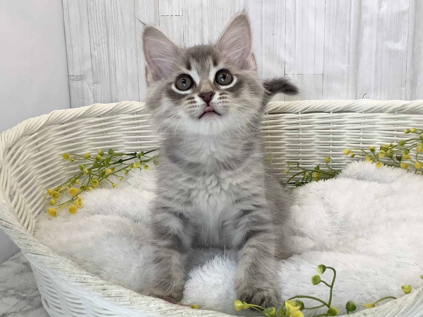 静岡県のサイベリアン (マルエスペットホームアシスト店/2026年2月14日生まれ/男の子/ブルーマッカレルタビー)の子猫の1枚目の画像
