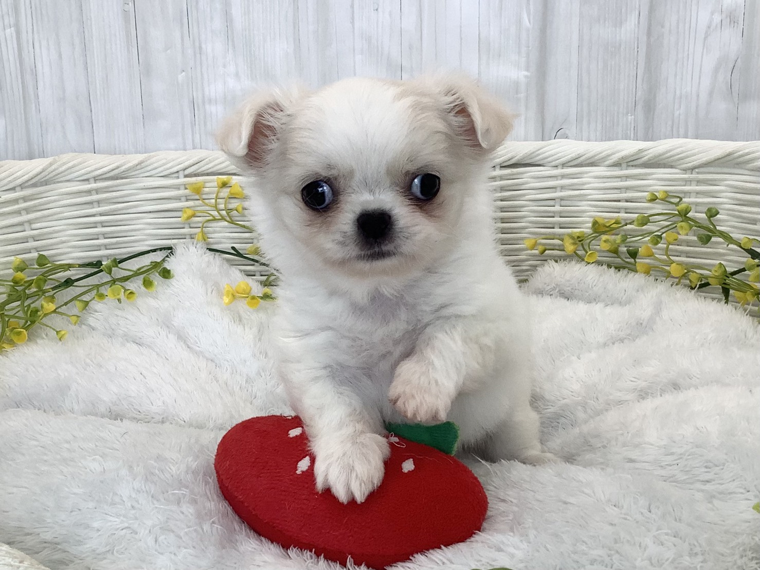 2026年2月26日生まれのハーフ