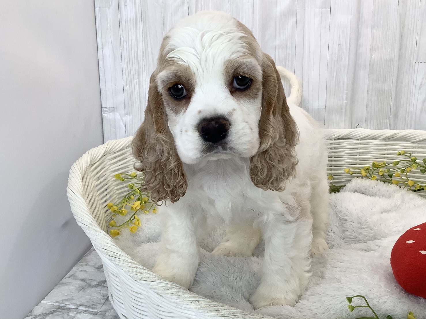 2026年3月1日生まれのアメリカンコッカースパニエル