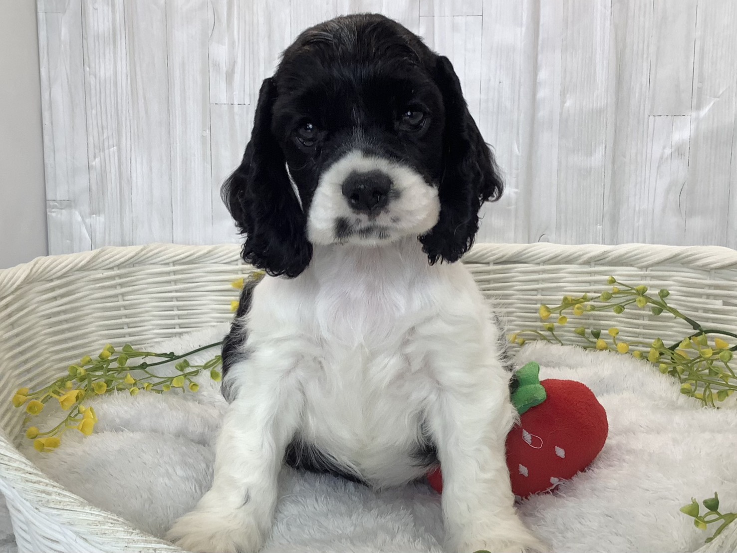 広島県のアメリカンコッカースパニエル (マルエスペット広島段原ショッピングセンター店/2026年3月1日生まれ/女の子/ホワイトブラック)の子犬の1枚目の画像