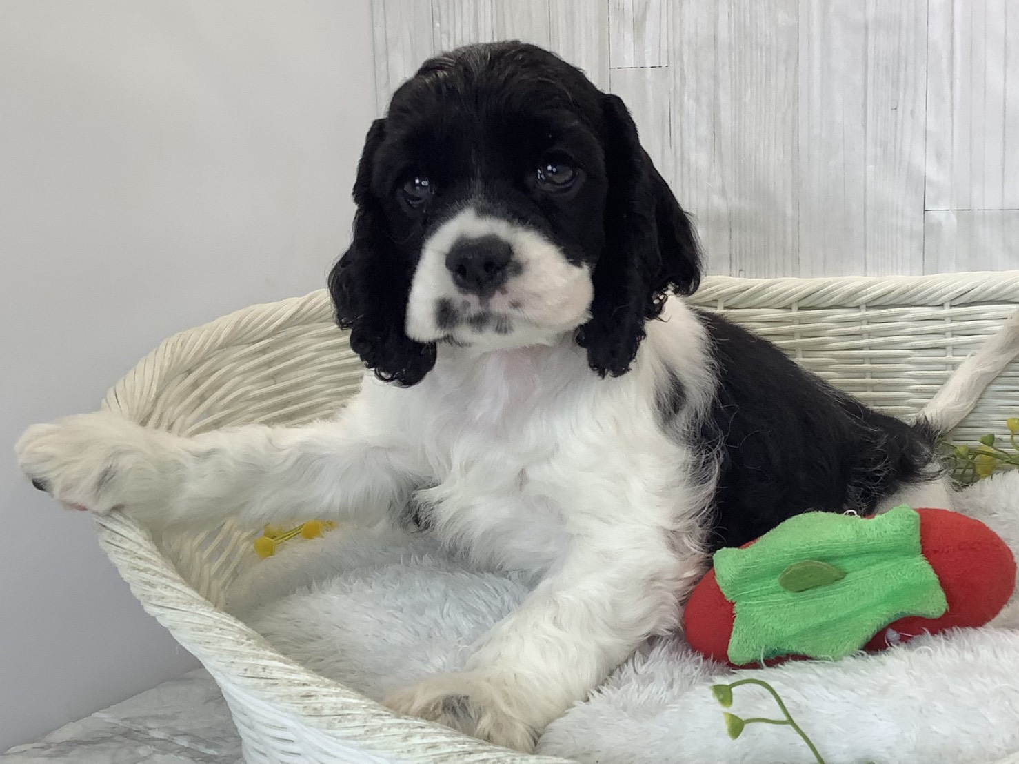 広島県のアメリカンコッカースパニエル (マルエスペット広島段原ショッピングセンター店/2026年3月1日生まれ/女の子/ホワイトブラック)の子犬の3枚目の画像