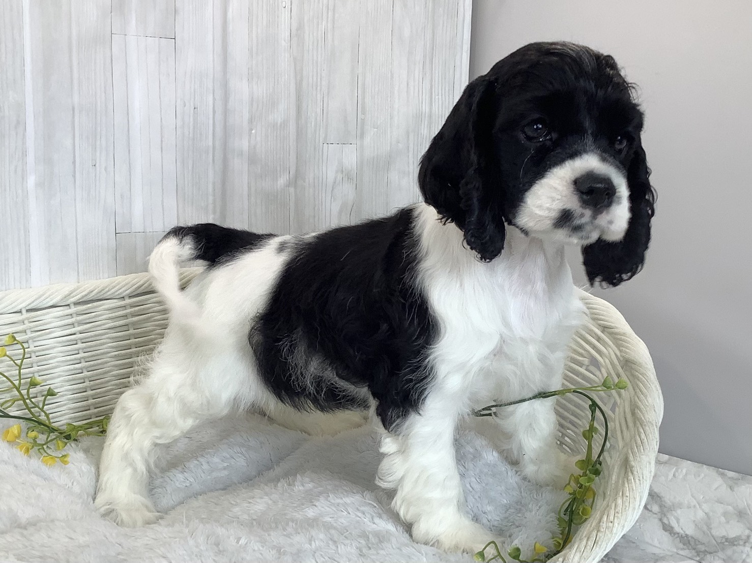 広島県のアメリカンコッカースパニエル (マルエスペット広島段原ショッピングセンター店/2026年3月1日生まれ/女の子/ホワイトブラック)の子犬の2枚目の画像