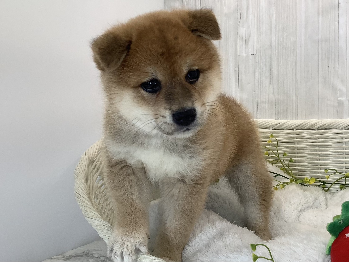 静岡県の柴犬(標準サイズ) (マルエスペットホームアシスト店/2026年3月2日生まれ/男の子/赤)の子犬の3枚目の画像