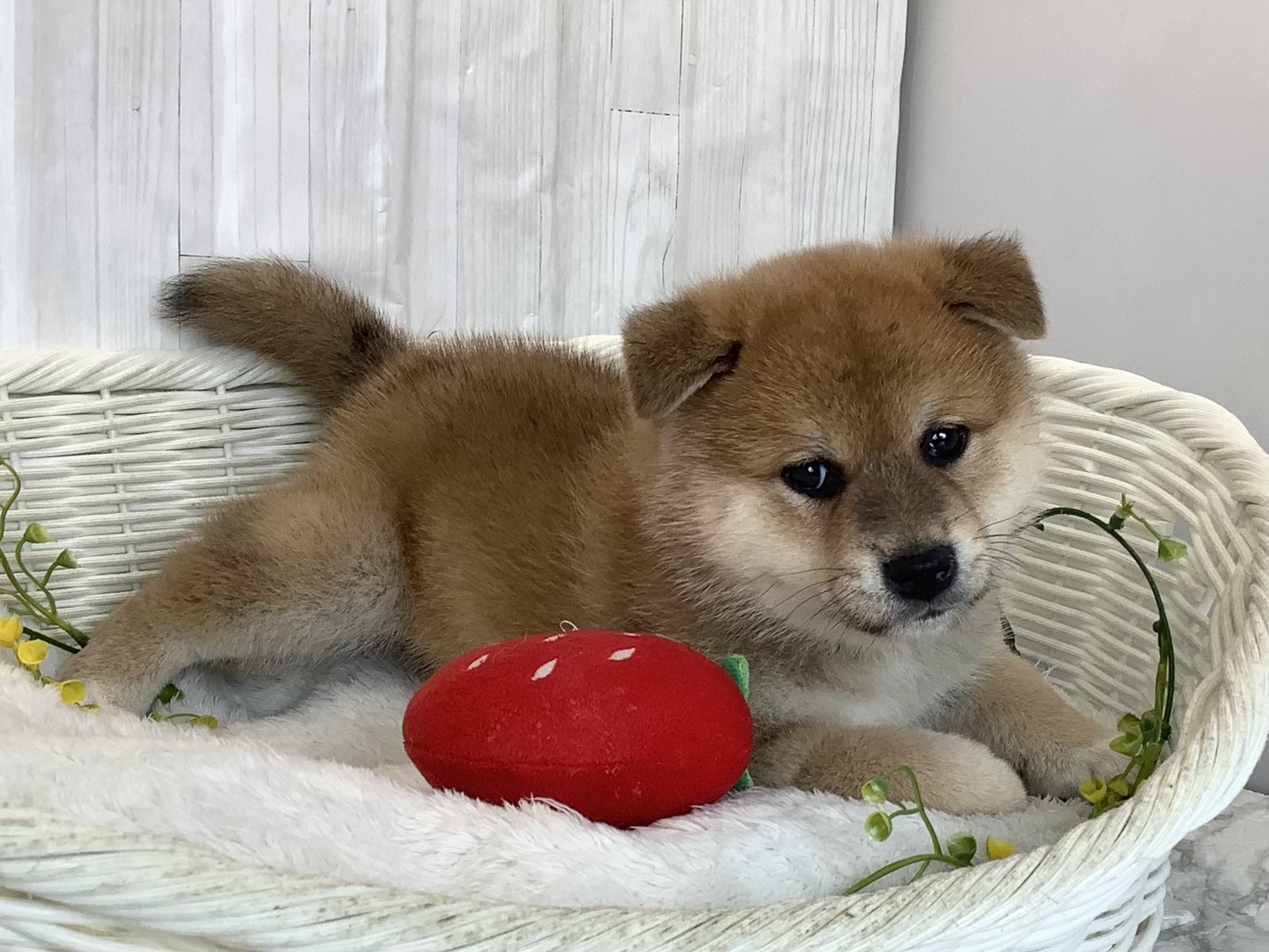 静岡県の柴犬(標準サイズ) (マルエスペットホームアシスト店/2026年3月2日生まれ/男の子/赤)の子犬の2枚目の画像