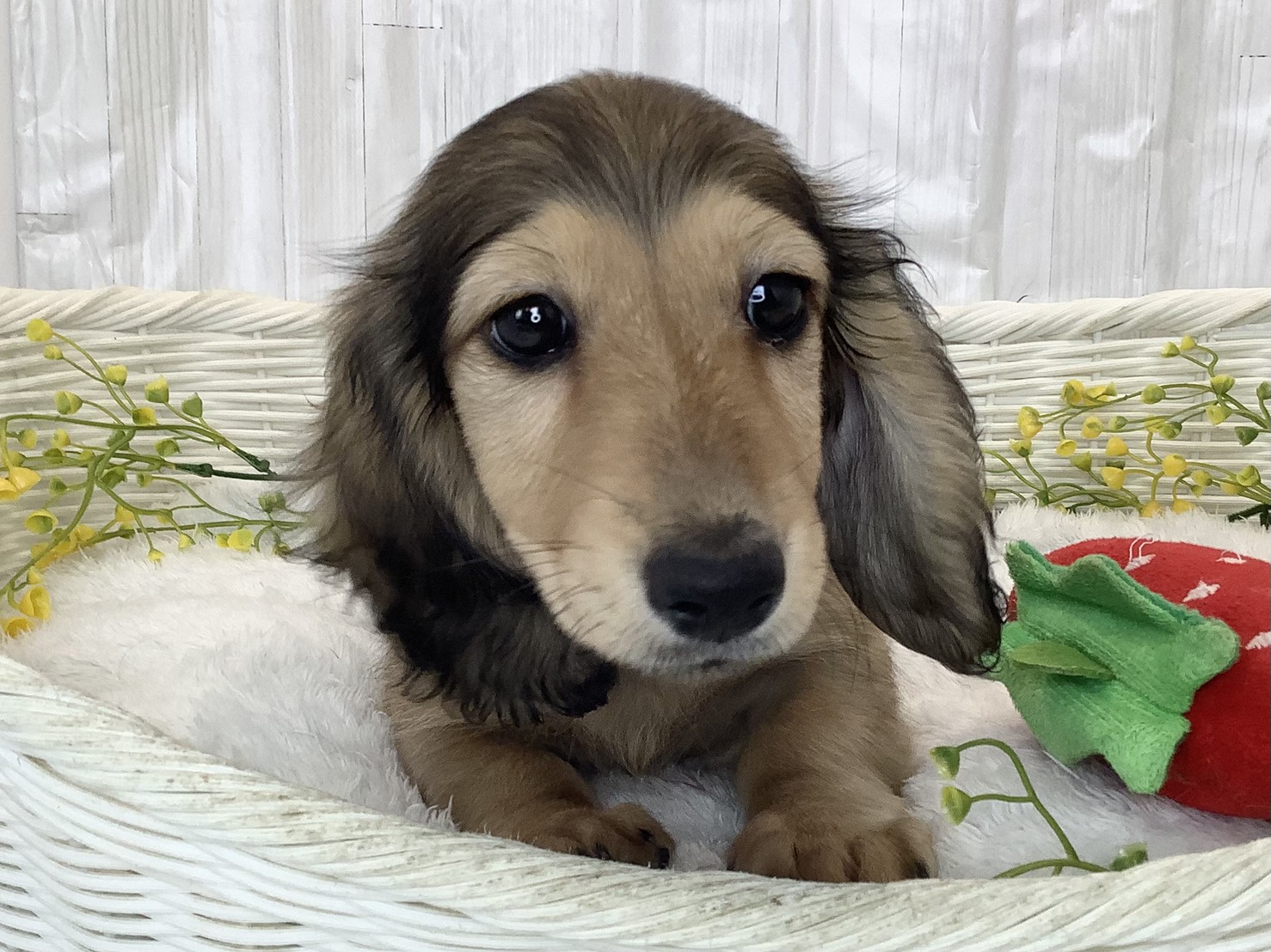 2026年2月25日生まれのミニチュアダックスフンド(ロング)