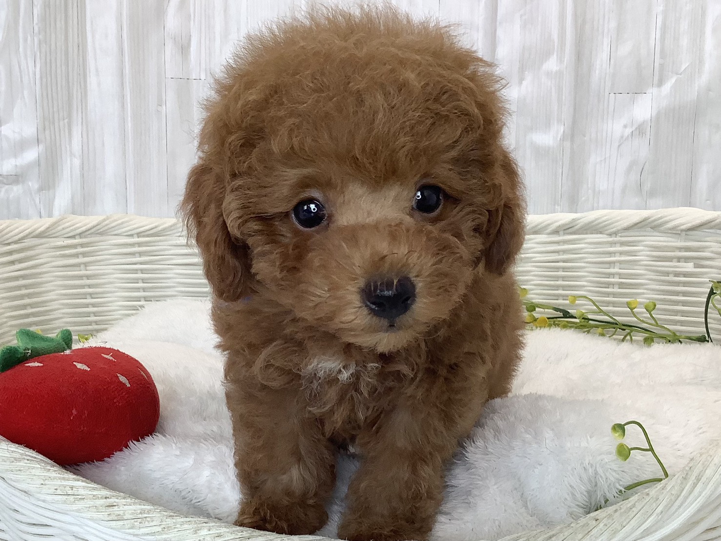 広島県のトイプードル(トイ) (マルエスペット広島段原ショッピングセンター店/2026年3月1日生まれ/男の子/レッドフォーン)の子犬の1枚目の画像