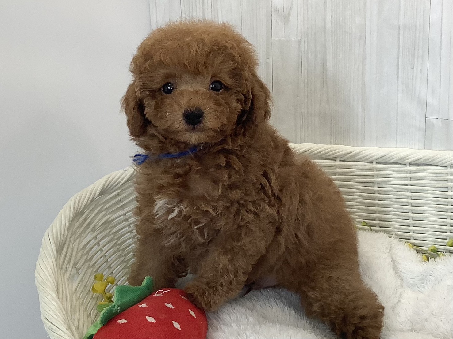 広島県のトイプードル(トイ) (マルエスペット広島段原ショッピングセンター店/2026年3月1日生まれ/男の子/レッドフォーン)の子犬の3枚目の画像